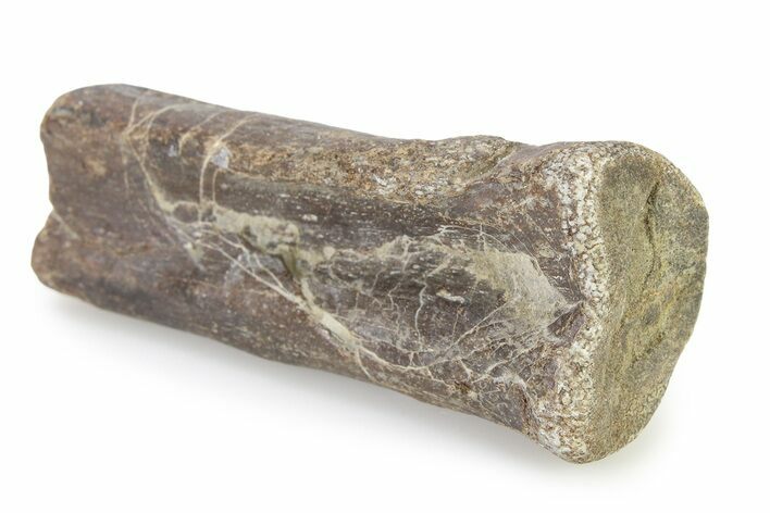 Cretaceous Fossil Turtle Flipper Bone - Texas #316367